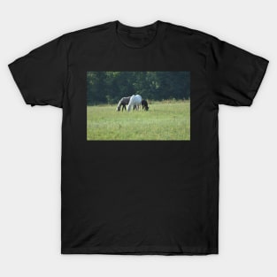 Wild Horse Family T-Shirt